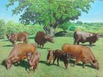 The Beverley Herd, Earl Soham - Oil on canvas (private commission)