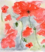 Poppies