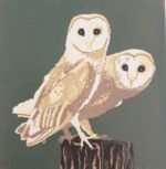 barn owls barn owls