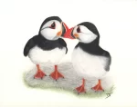 Puffin Pair. 40x50cm limited edition giclee print, mounted, numbered, signed and supplied with a certificate of authenticity.