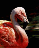 Flamingo 12 x 10" soft pastel on pastelmat