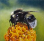 Springtime Bee 10 x 10" soft pastel on velour