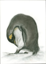 Preening Penguin - charcoal and watercolour