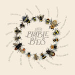 Types of UK bee - digital