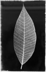 Dream Image (Leaf) – photo emulsion print on glass