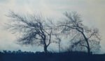 Prevailing Wind – Cyanotype print