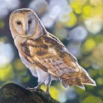 Barn Owl 14 x 14" soft pastel