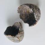 'Nests' Clay and found nest material
