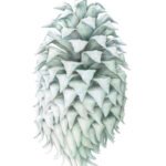 Ghost Pine Spirit