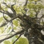 Ancient Oak