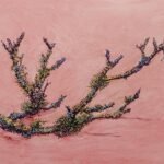 Apple prune oil on panel 25.5 cm x 31 cm