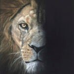 Adras Barbary Lion 16 x 12" soft pastel on velour