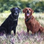 Brooke and Ivy 16 x 20" soft pastel on pastelmat