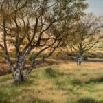 Dunwich Heath