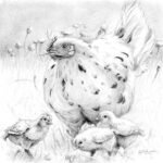 Chicken and Chicks