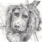 Spaniel