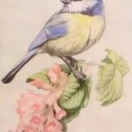 Blue Tit