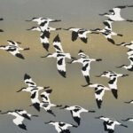 Avocets in flight Avocets in flight