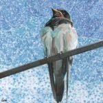 The Arrival of Summer - Swallow