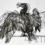 Cormorant, drawing Cormorant, drawing