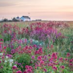 Summer at Shingle Street