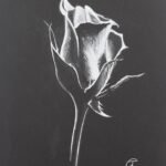 White pencil Rose