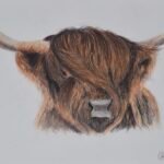 Coloured pencils highland cow