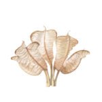 Winter aconite painting Winter aconite painting