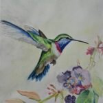 Coloured pencil humming bird