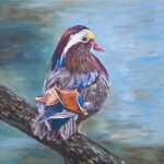 Check Out My Tail Feathers (Mandarin Duck)