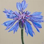 Cornflower blue