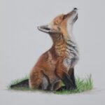 Coloured pencil fluffy fox Coloured pencil fluffy fox