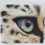 Cheetahs eye on drafting film coloured pencils