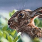 Hare in Field 10 x 10" soft pastel on Pastelmat Hare in Field 10 x 10" soft pastel on Pastelmat