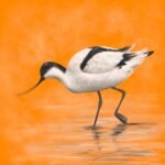 #3 – Avocet #3 – Avocet