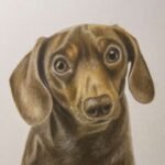 Dachshund Portrait Dachshund Portrait