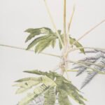 Tetrapanex a 2 metre tall picture Tetrapanex a 2 metre tall picture