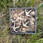 Oyster catcher -in field work